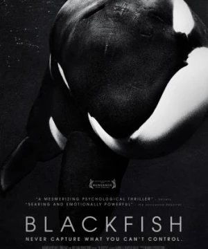 Cá đen (Blackfish) [2013]