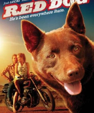 Chú Chó Trung Thành (Red Dog) [2012]