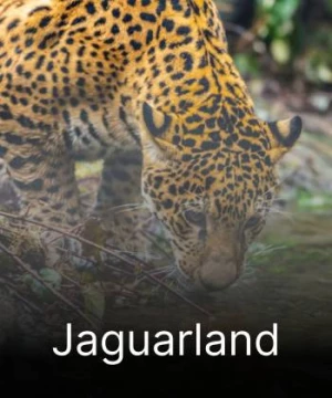 Jaguarland (Jaguarland) [2020]