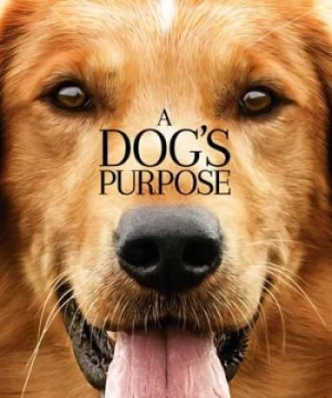 Mục Đích Sống Của Một Chú Chó (A Dog's Purpose) [2017]